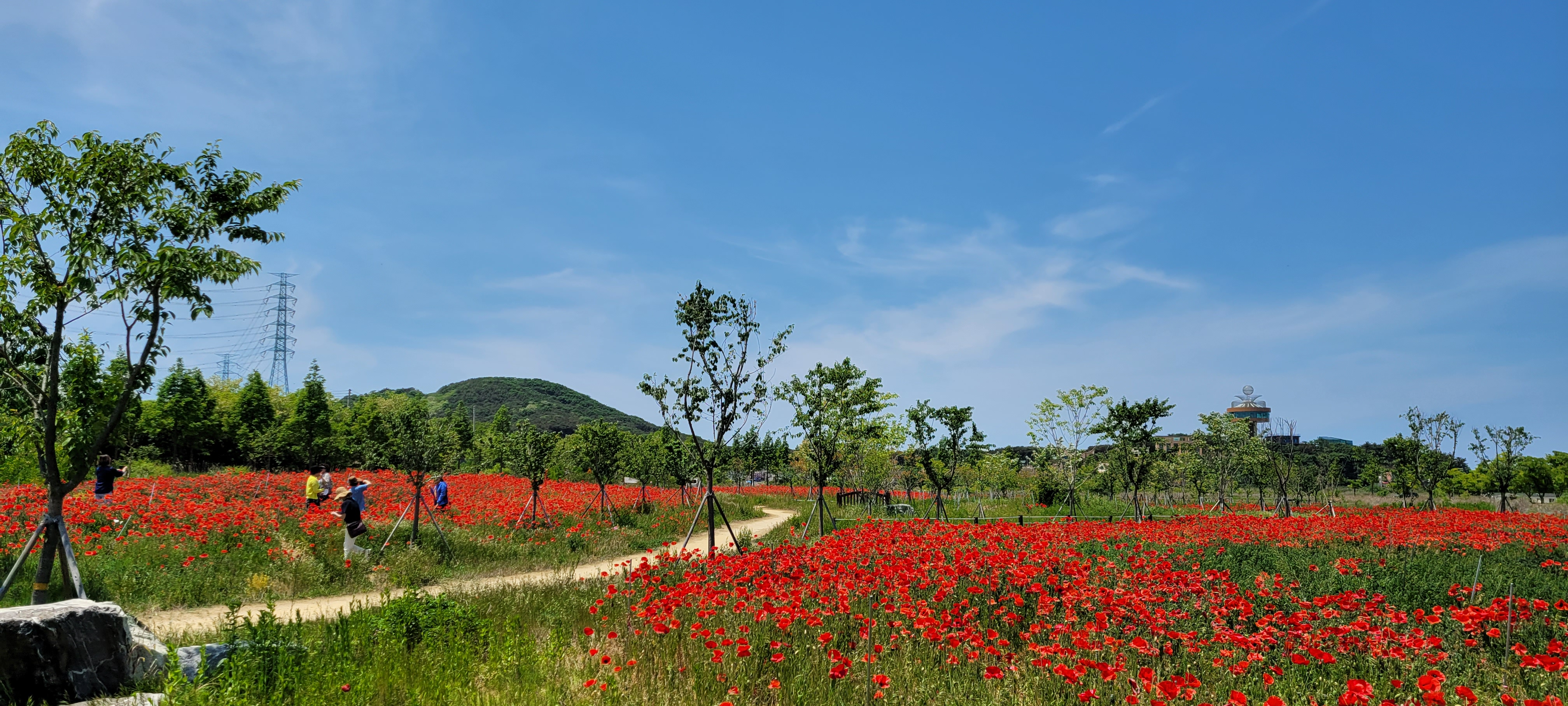 대부도 대표 관광지 ‘대부바다향기테마파크’ 꽃내음 ‘가득’