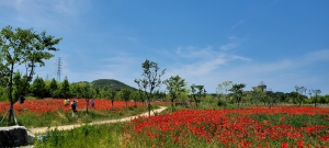 대부도 대표 관광지 ‘대부바다향기테마파크’ 꽃내음 ‘가득’