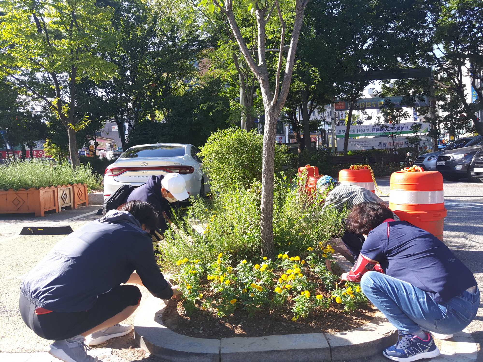 안산시 본오3동 청사 가을꽃으로 새단장