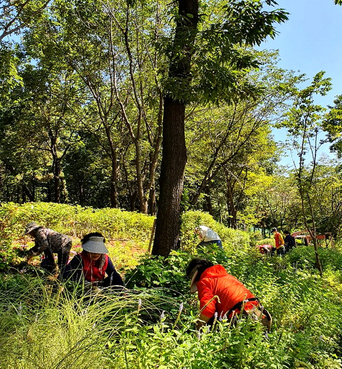 안산시 고잔동 마을정원사 ‘1촌 가드너’, 가을꽃 식재