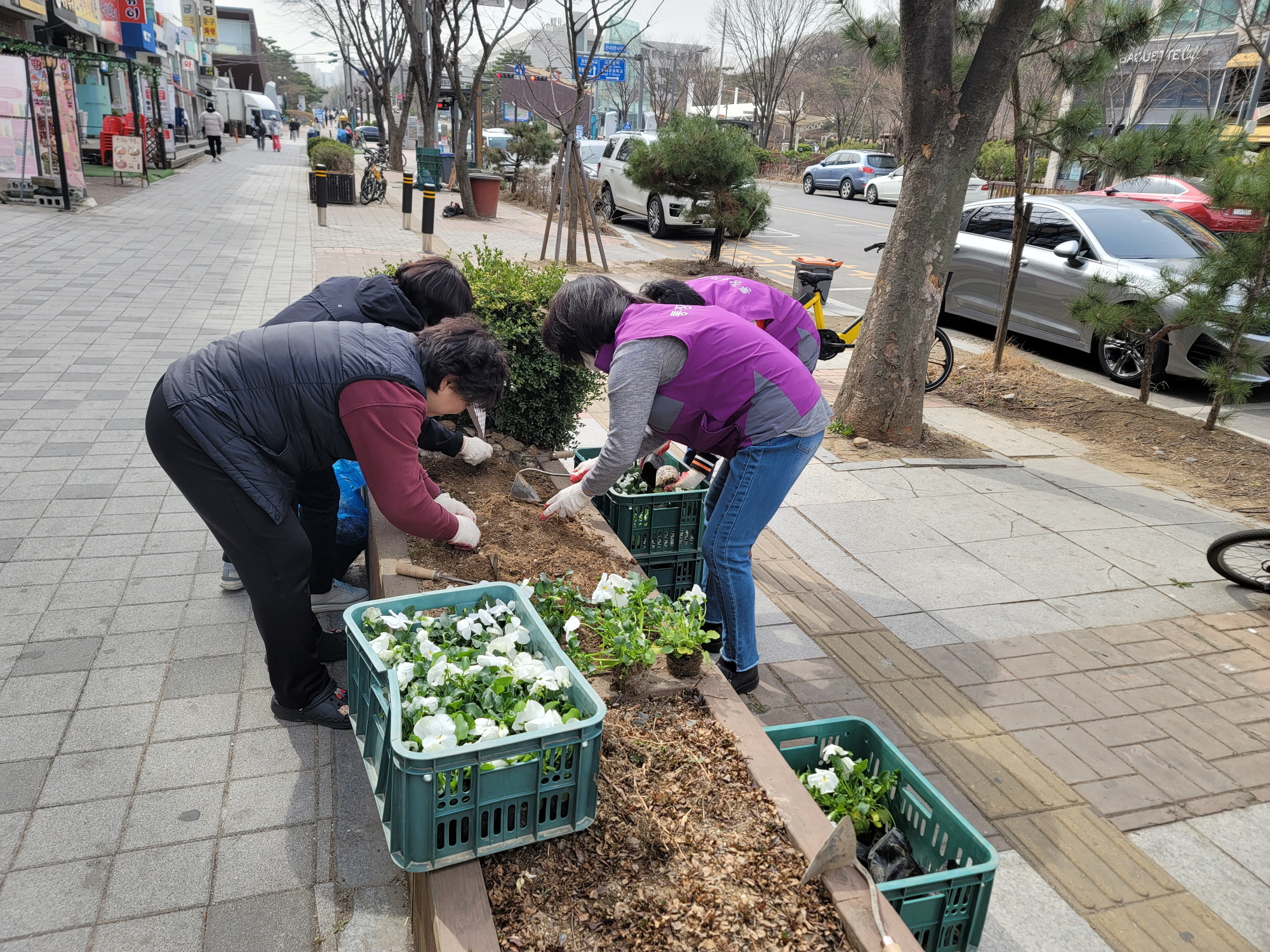 안산시 해양동, 봄맞이 꽃 식재