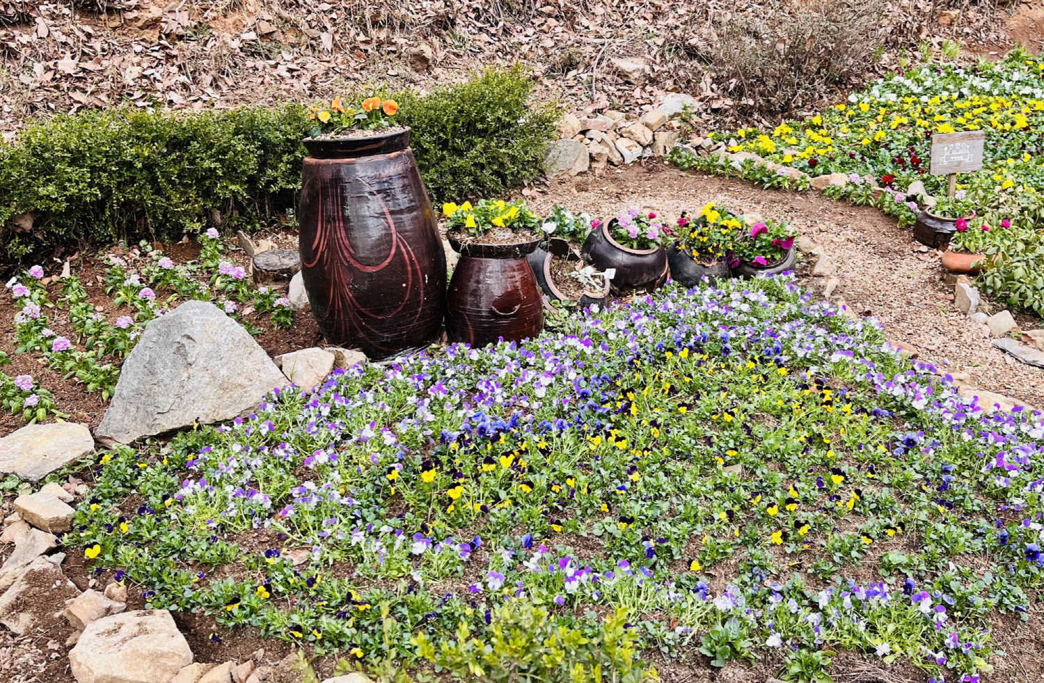 안산시 고잔동, 우리가 하나되는 마을정원 봄꽃 식재