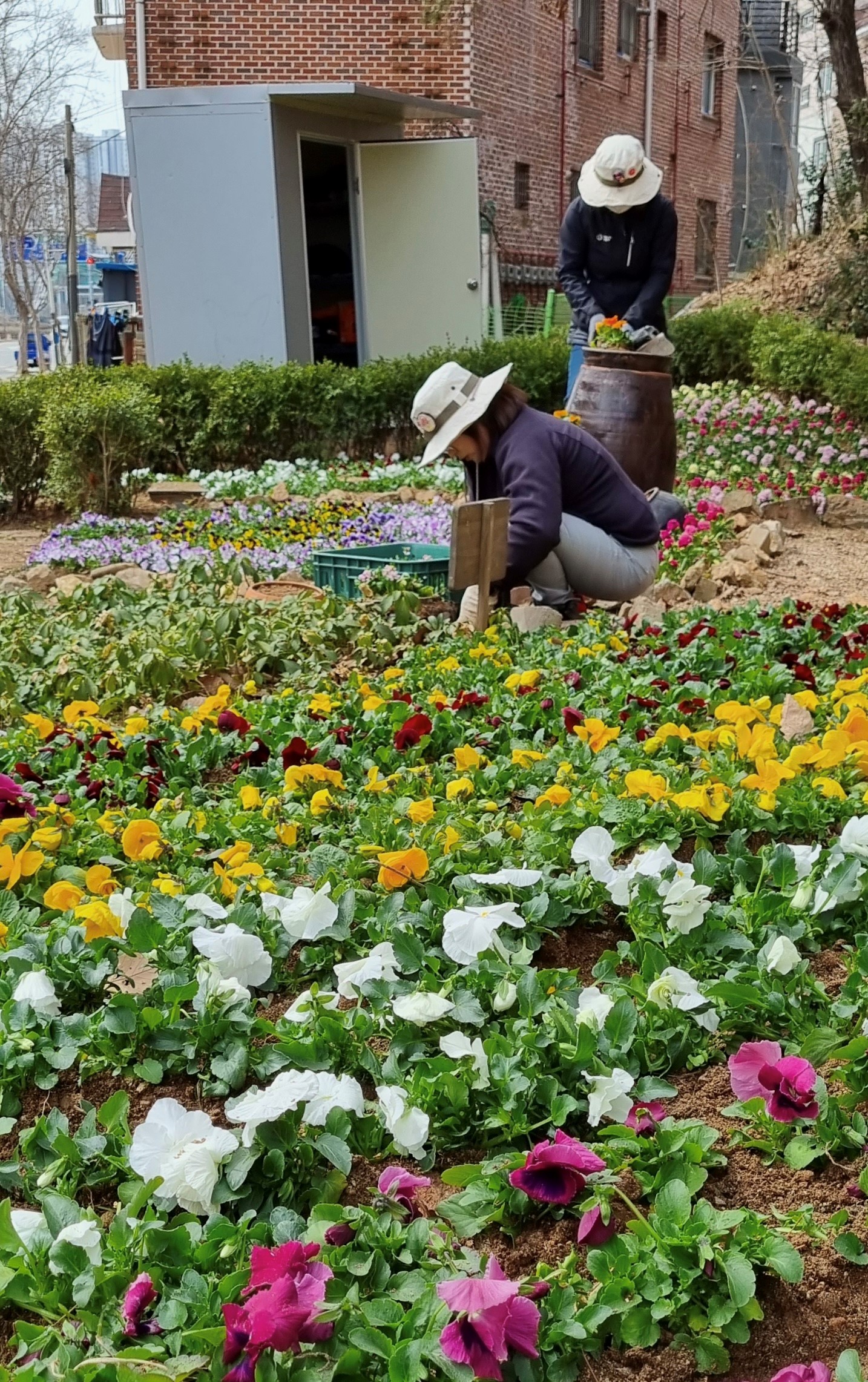 안산시 고잔동, 우리가 하나되는 마을정원 봄꽃 식재