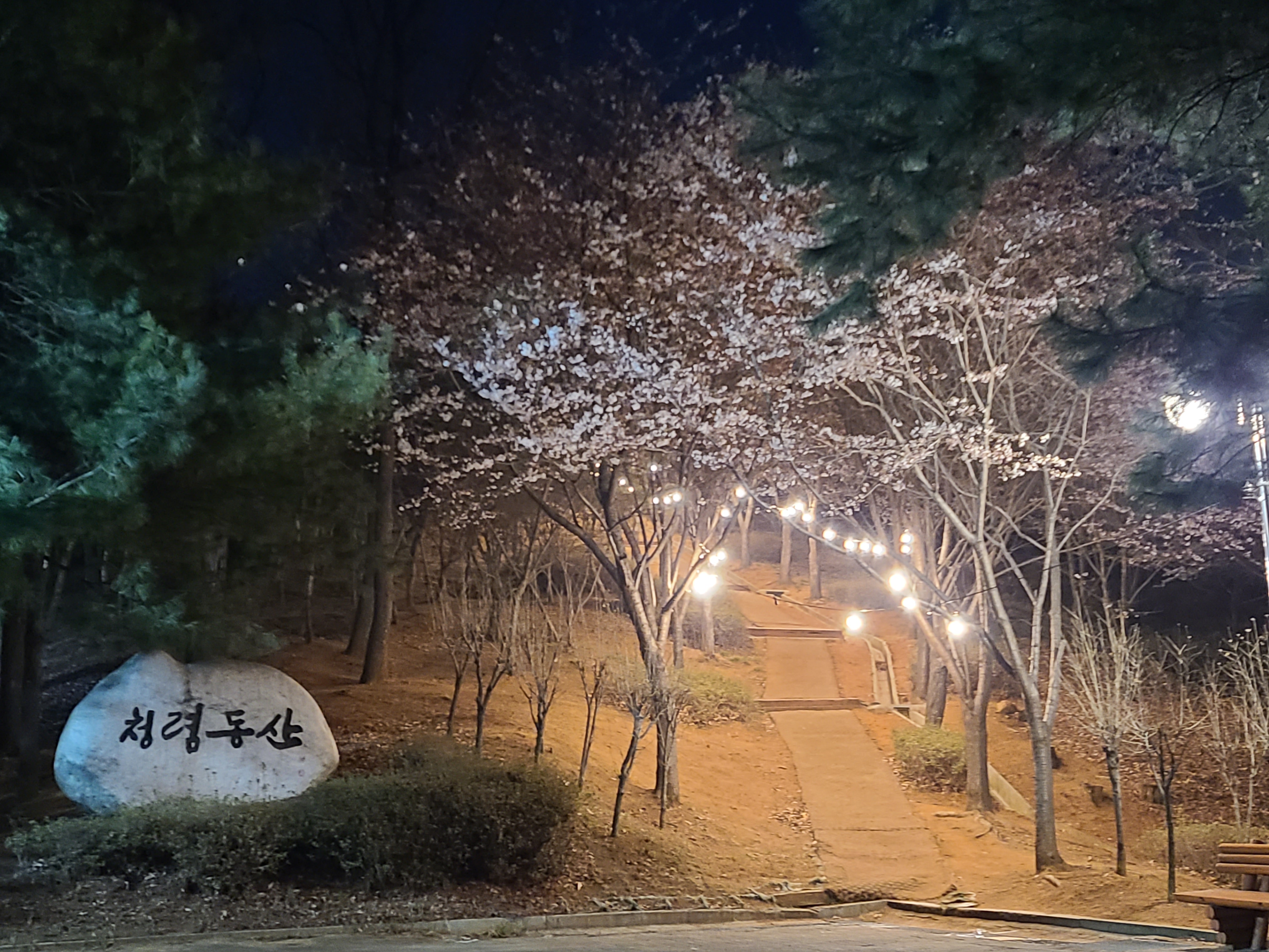 저녁에도 아름다운 벚꽃길… 안산시 중앙공원에 야간조명 설치