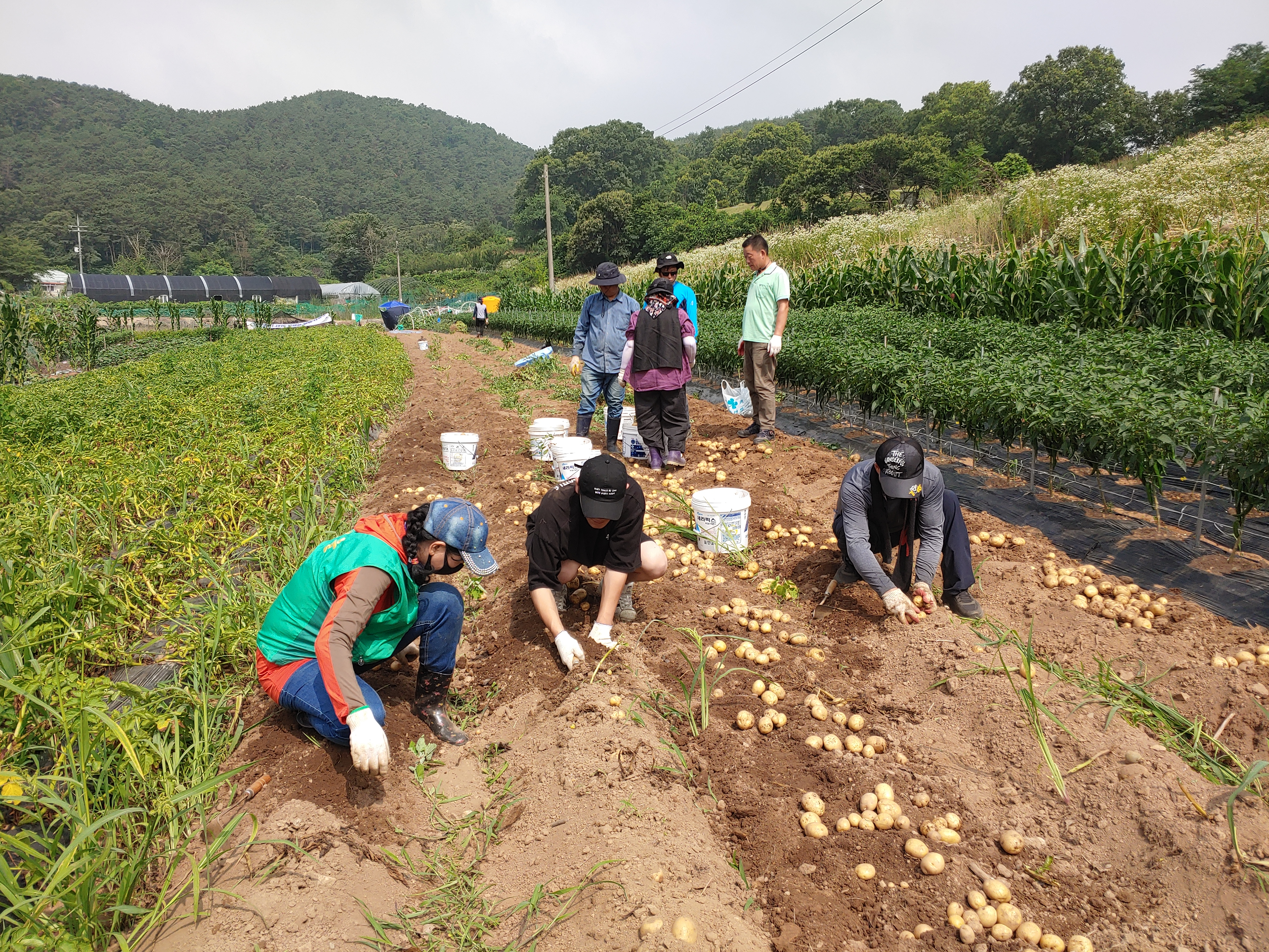 안산시 일동 새마을회, 사랑 나눔 감자 수확