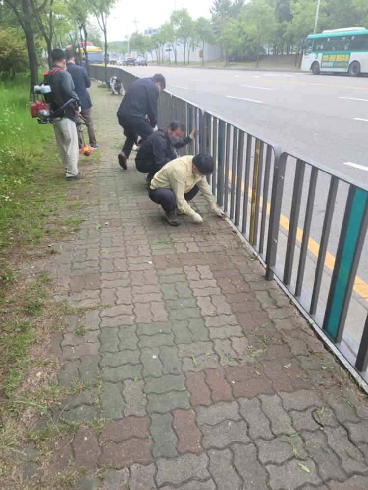 안산시 상록구 우기 전, 주요도로 보도구간 잡초 제거