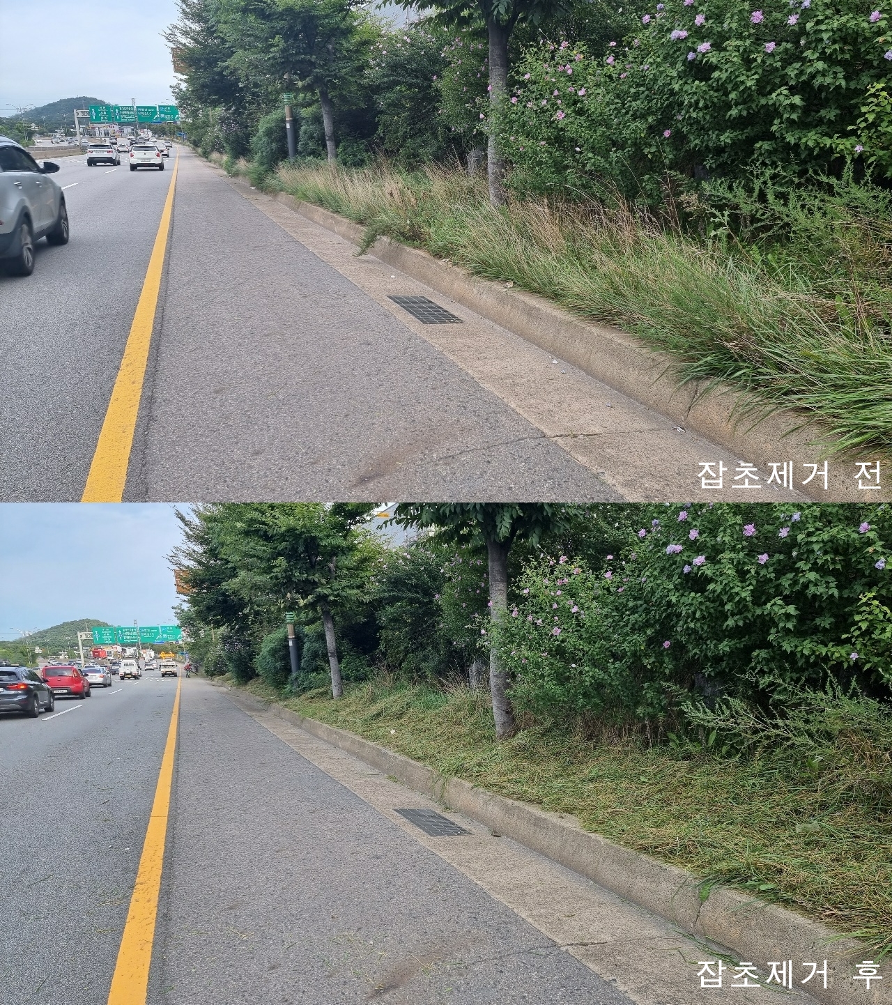 안산시 상록구, 추석 전 주요도로 보도구간 잡초제거