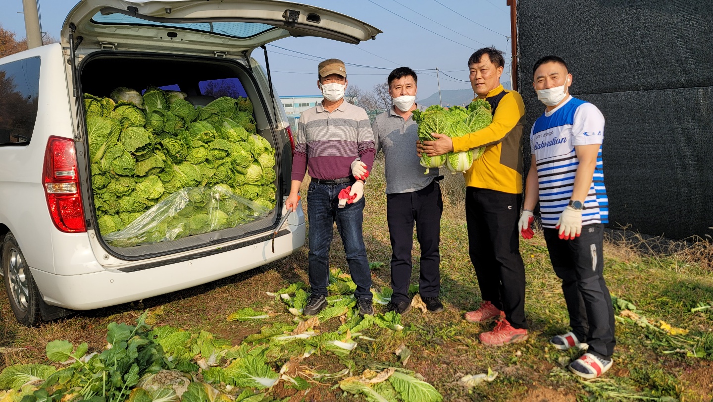안산시 일동체육회, 필라멘트 봉사단에 배추 150포기 기부