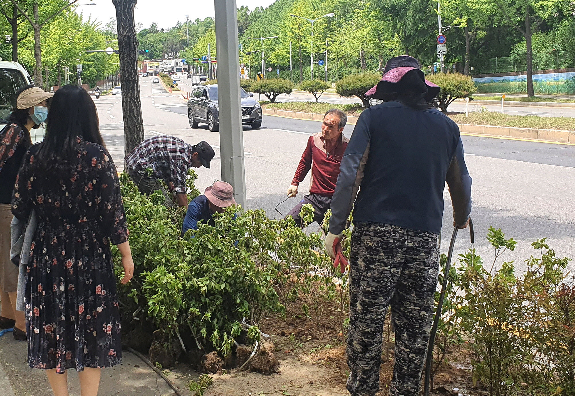 선부1동, 철쭉 식재로 도시숲 조성