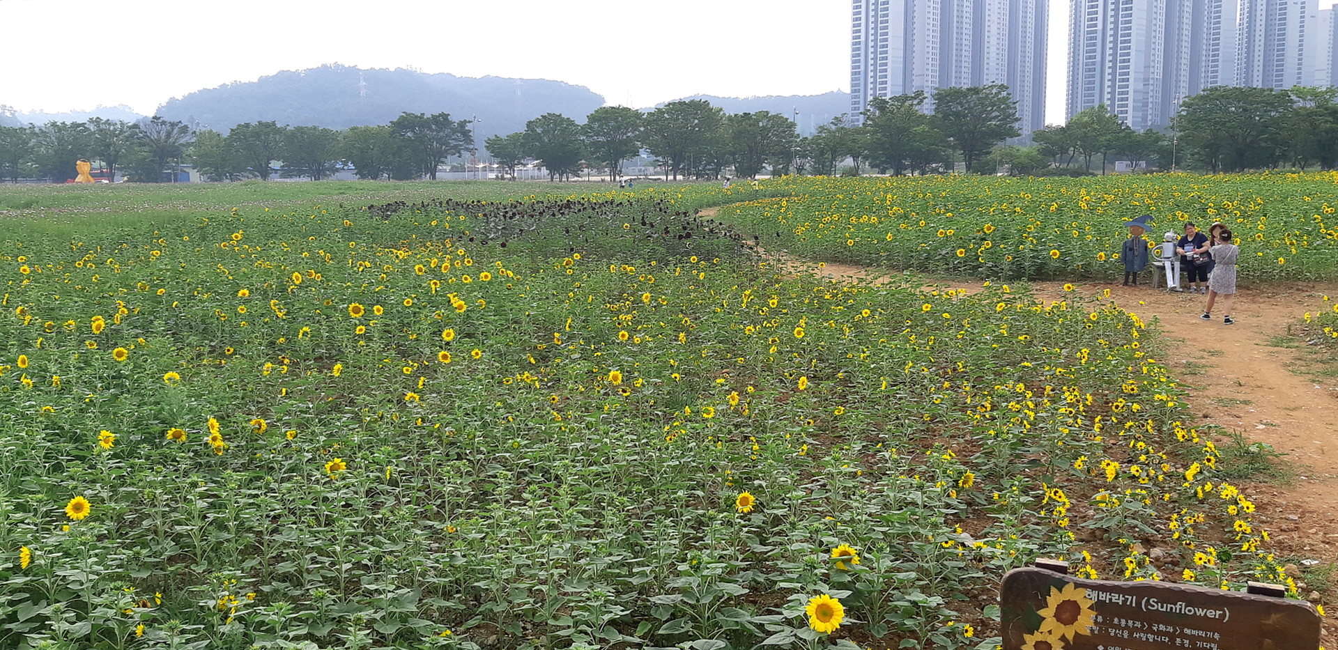 안산시, 해바라기·코스모스 단지 조성…형형색색 자태 뽐내