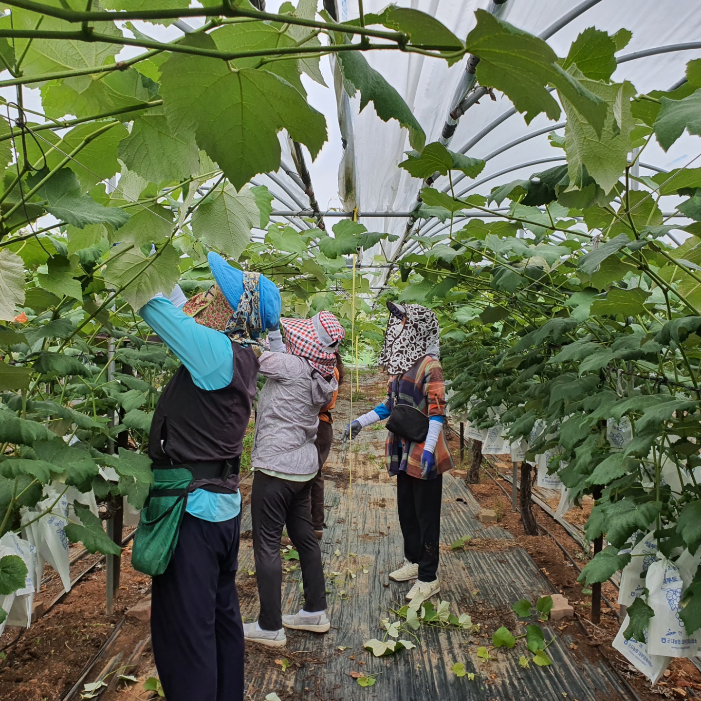 생활개선 안산시연합회, 포도농가 일손돕기 구슬땀