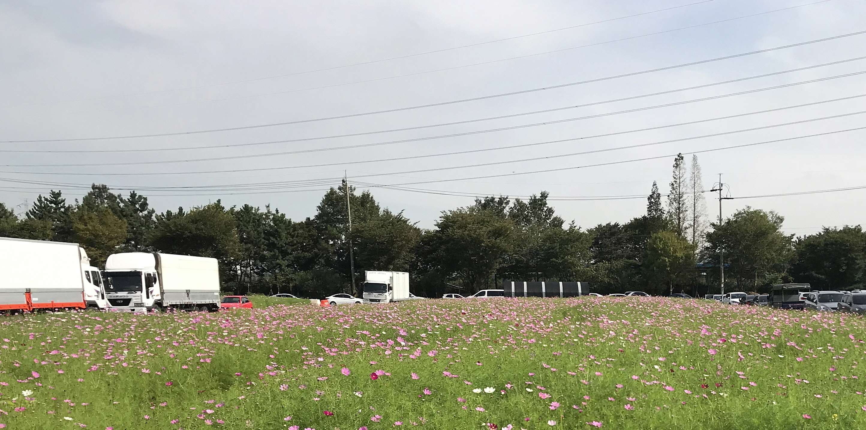 “신길동으로 아름다운 코스모스 구경오세요”