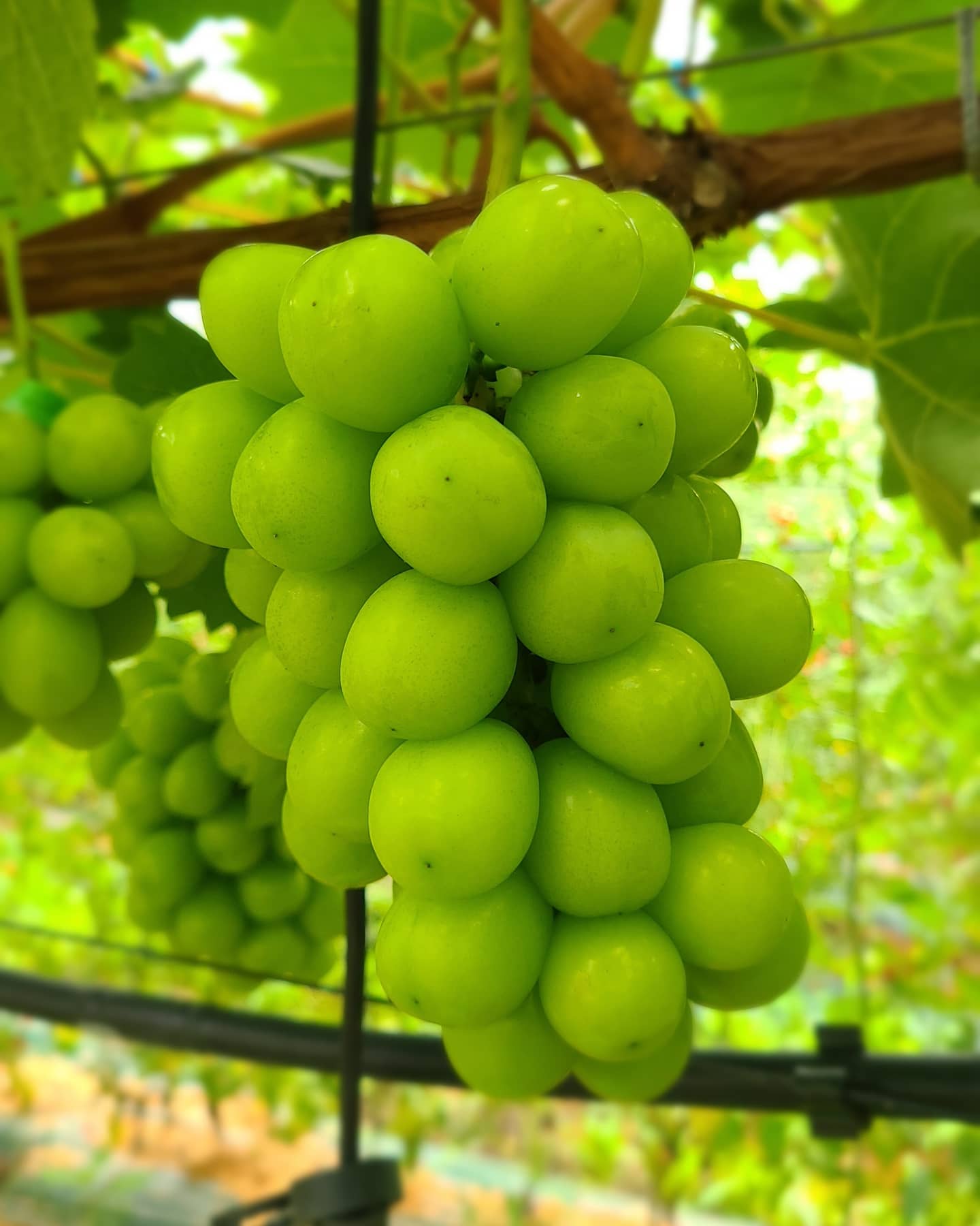 안산시, 대부도 ‘샤인머스켓’온라인 특별판매 행사