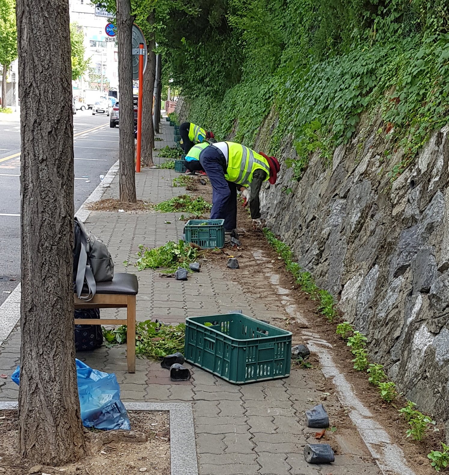 부곡동, 가을꽃 2,000본 식재로 길거리 화단 조성