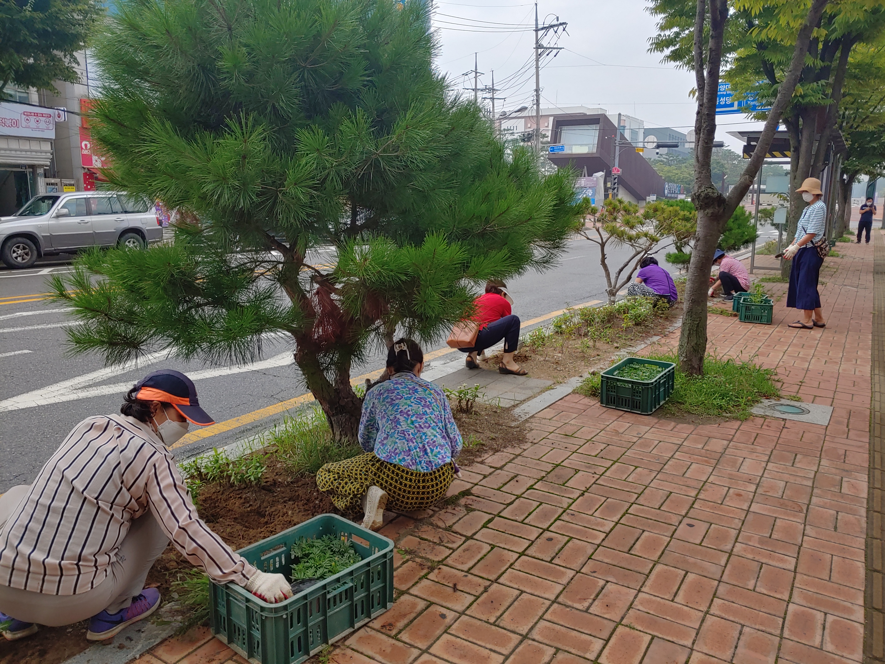 안산시 해양동, 가을맞이 초화 식재로 환경개선