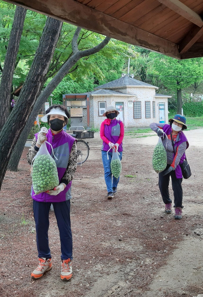 안산시 이동, 주민이 가꾼 매화동산 ‘매실따기’ 추진