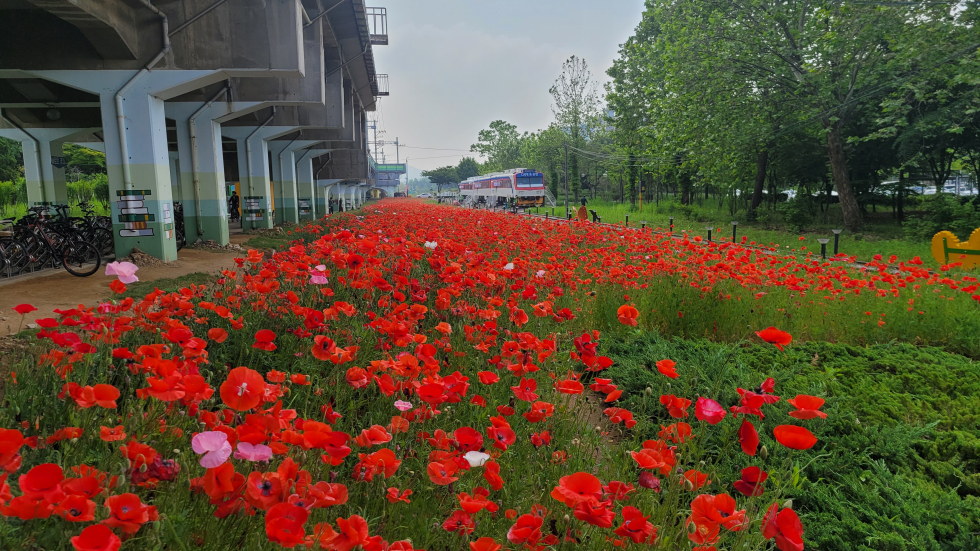 안산 고잔역 옛 수인선 철로변에 꽃양귀비 야생화 활짝