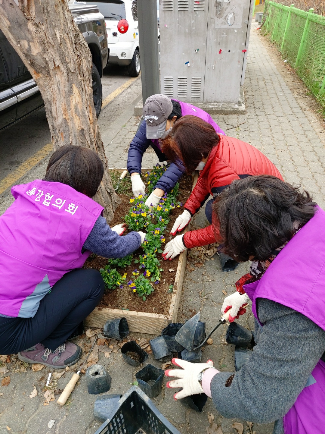안산시 이동 통장협의회, 가로수 쌈지화단 봄맞이 새단장