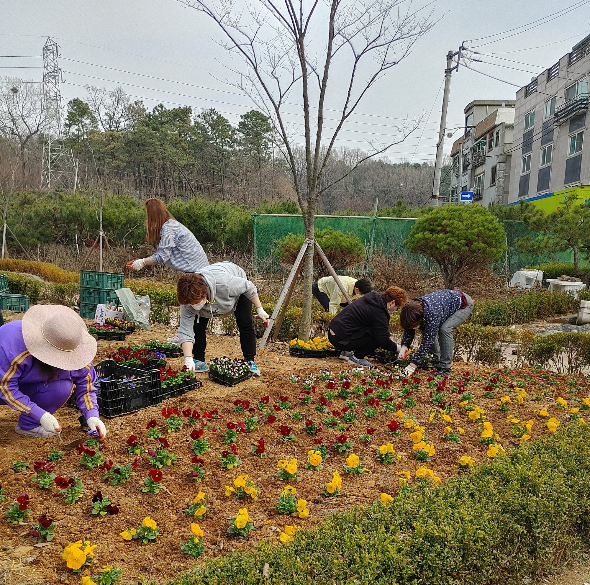 안산시 부곡동에 퍼진 봄 내음, 꽃길만 걸으세요