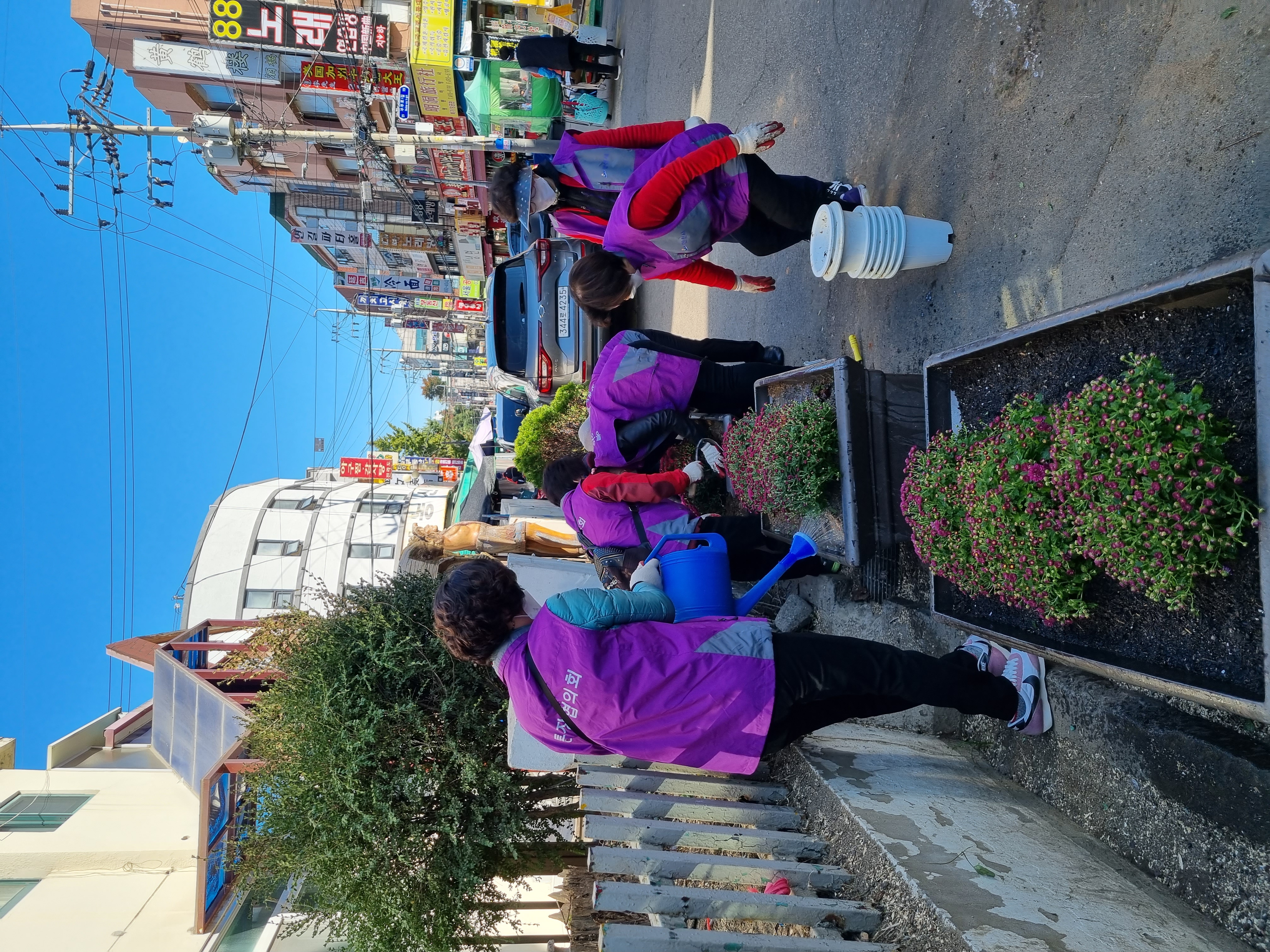 안산시 원곡동, 다문화공원에 국화꽃 화단 조성