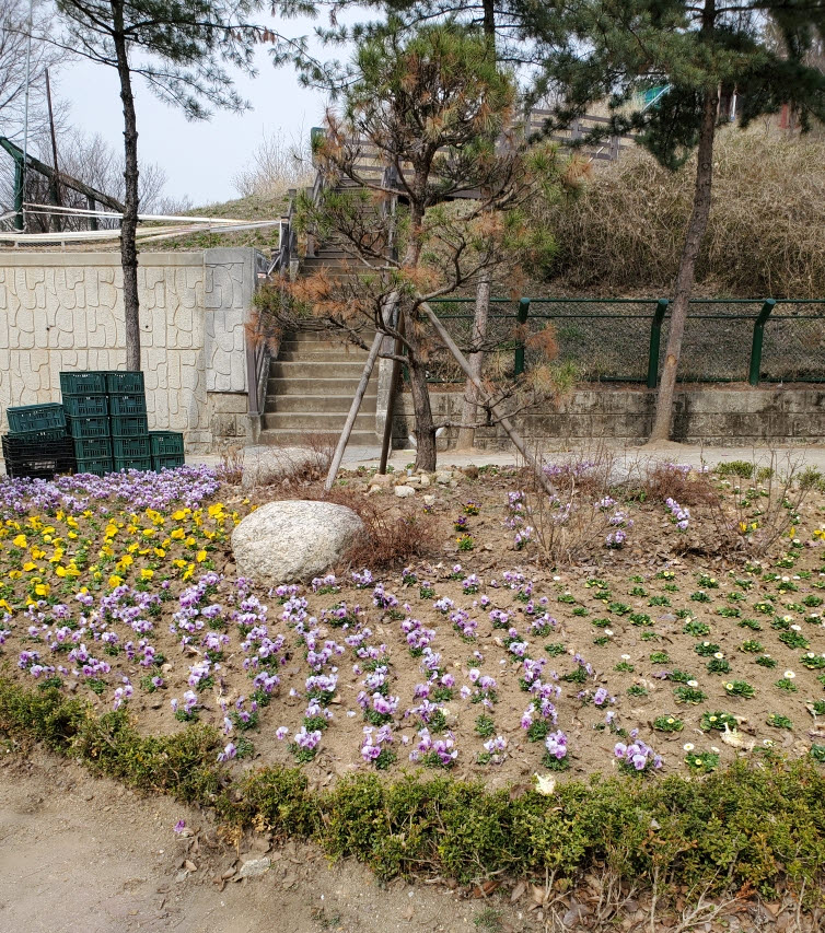 안산시 선부2동, 봄맞이 꽃길 조성
