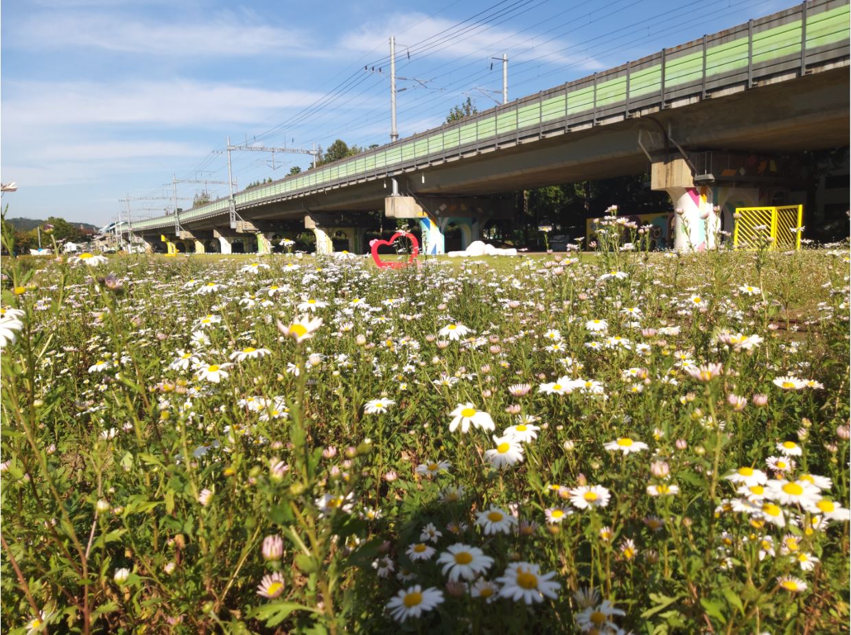 “요즘 갬성! 아는 사람은 안다”…가을 힐링장소로 떠오른 옛 수인선 협궤 철로변