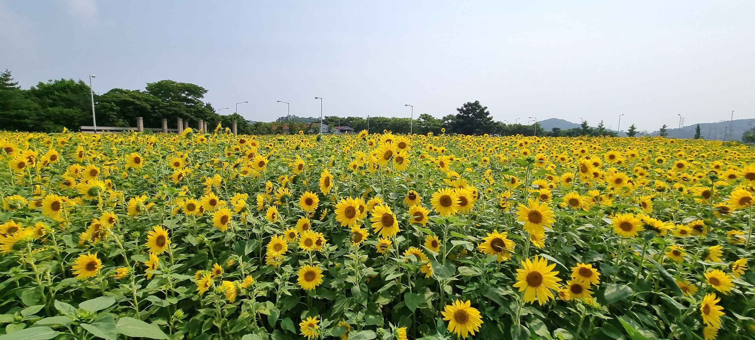 안산시 “대부도 해바라기 꽃밭보고 힐링하세요”
