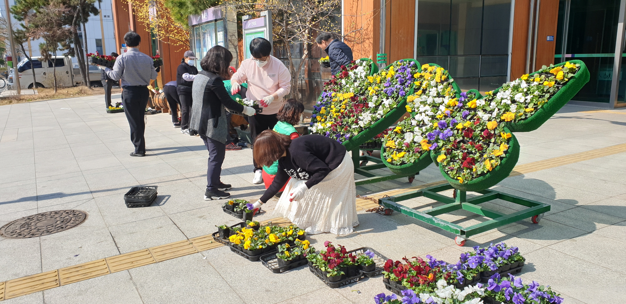 원곡동 청사 주변에 봄꽃 식재