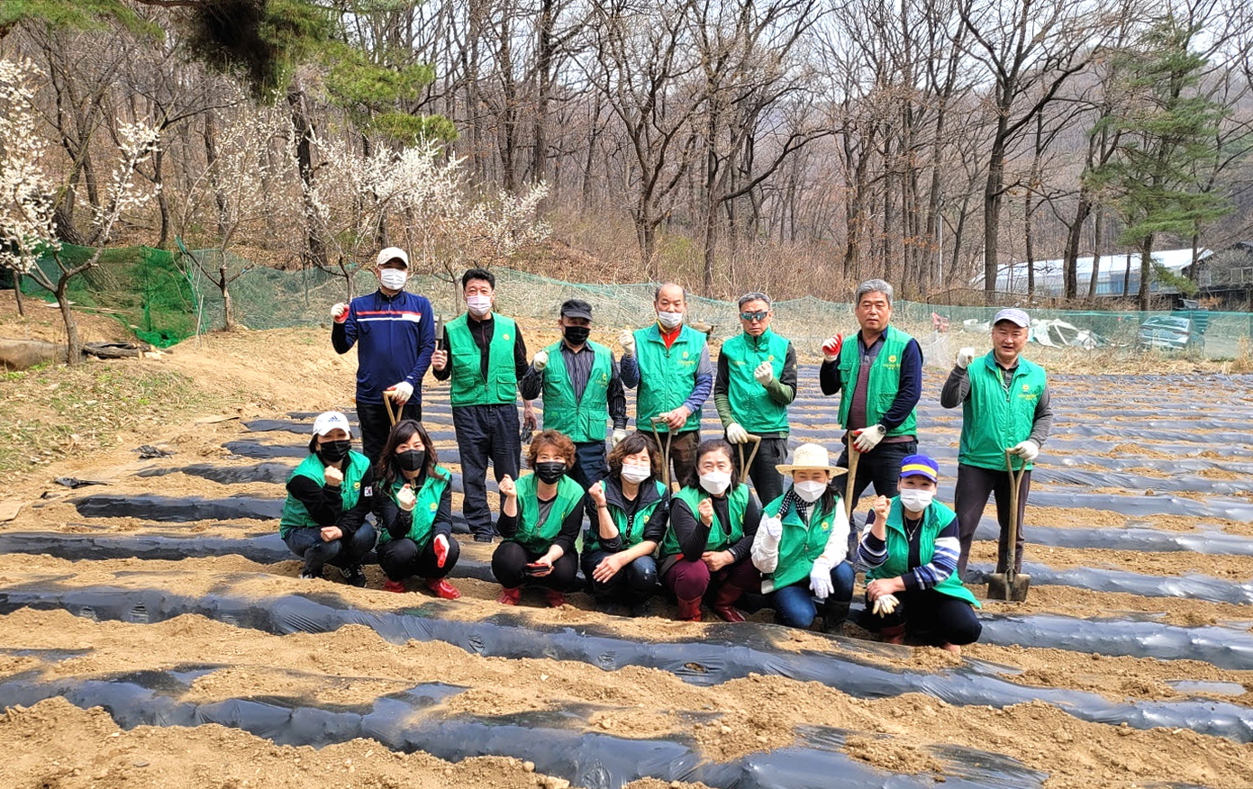 안산시 부곡동 새마을회, 사랑나눔 감자심기