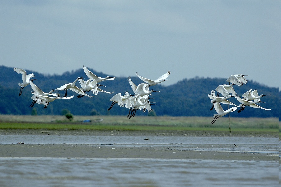 안산 대부도·대송습지 생태관광, 대부도생태관광사회적협동조합이 맡는다