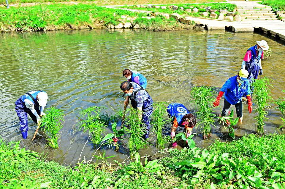 (사)바다살리기국민운동본부 안산시지부, 안산천에 수생식물 식재
