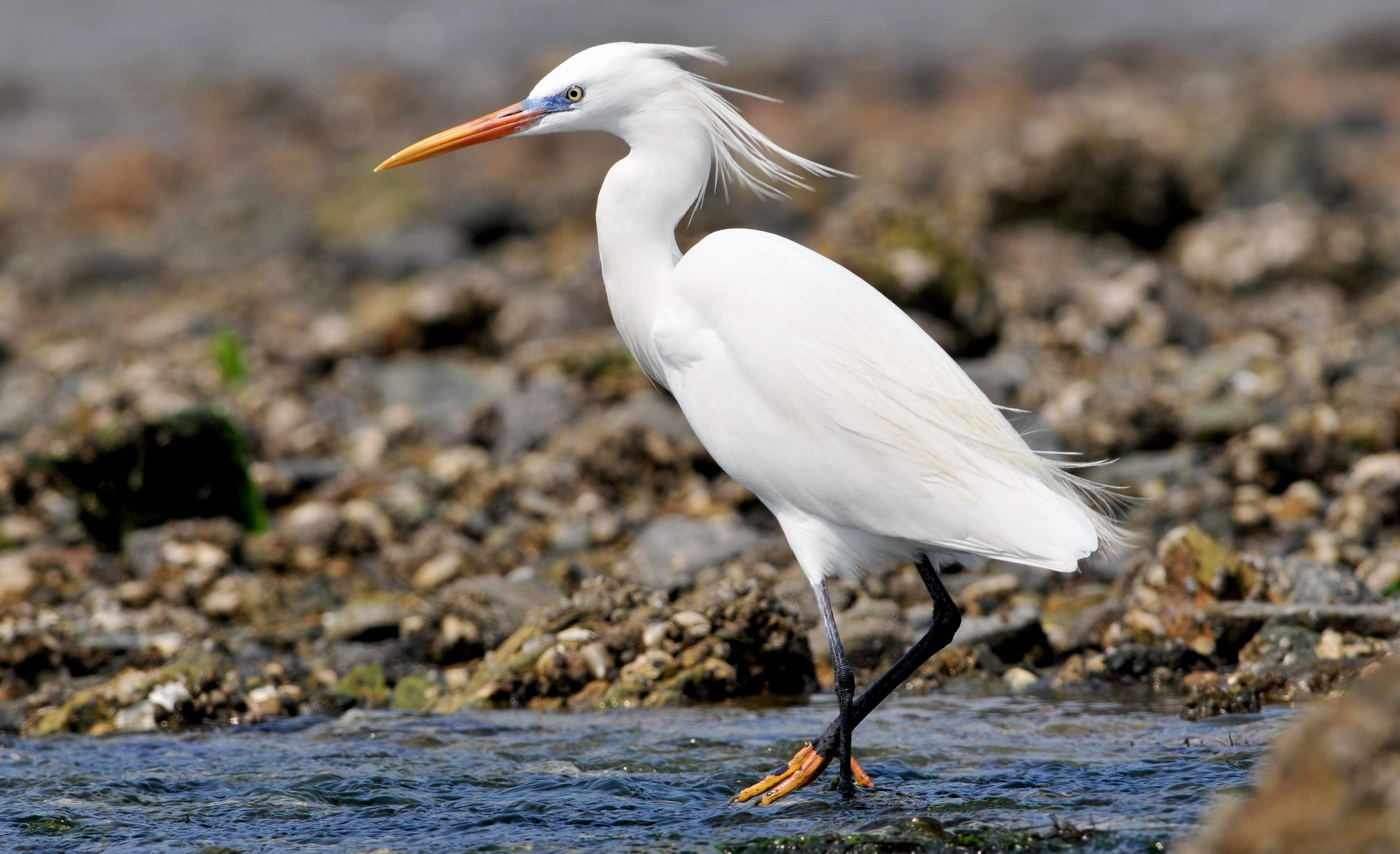 안산시 ‘노랑부리백로’, 대부도갯벌 해양보호구역 대표 브랜드 선정