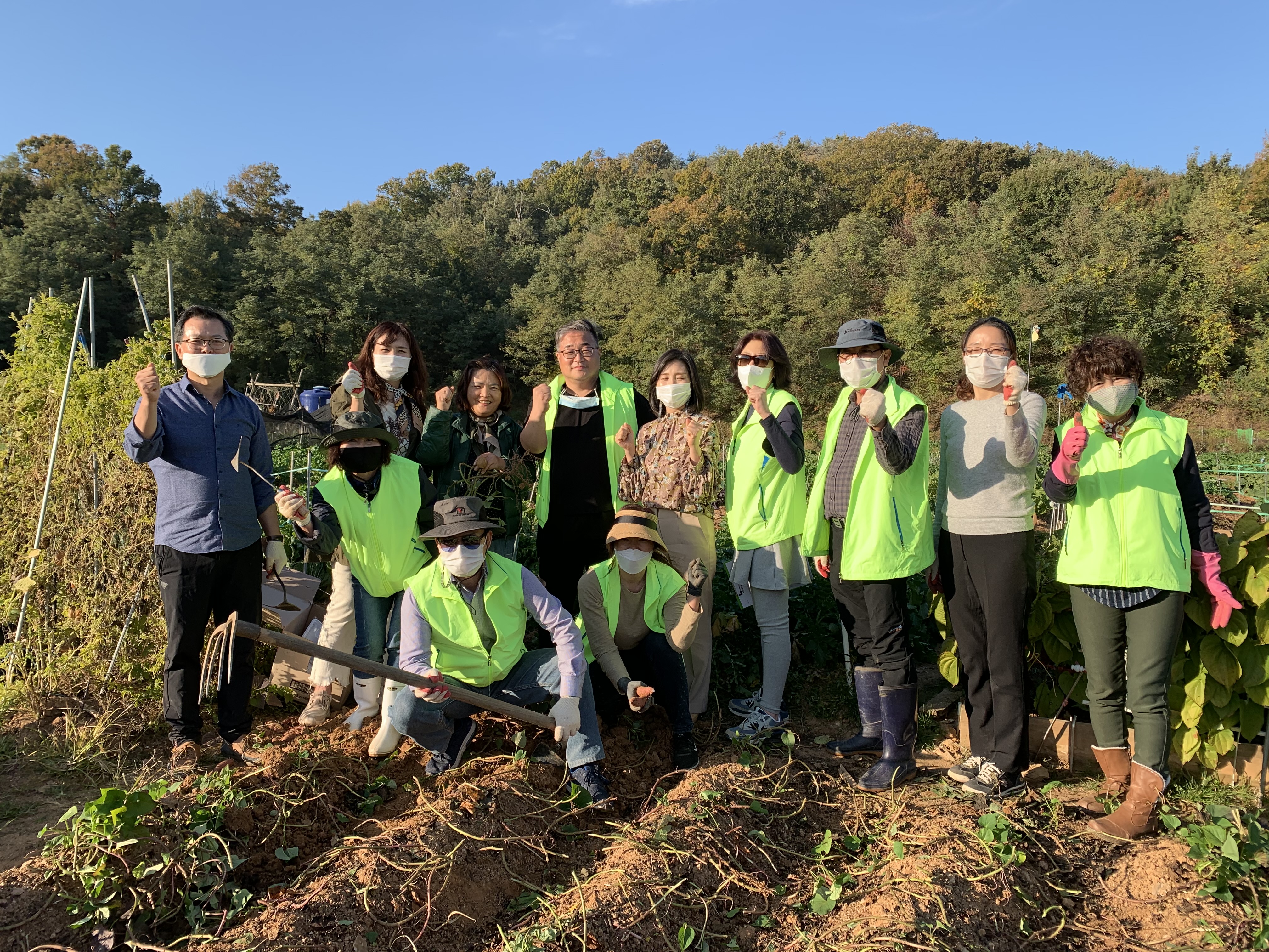 안산시 초지동 지역사회보장협의체, 주말농장 “사랑 나눔 고구마” 수확으로 구슬땀 흘려