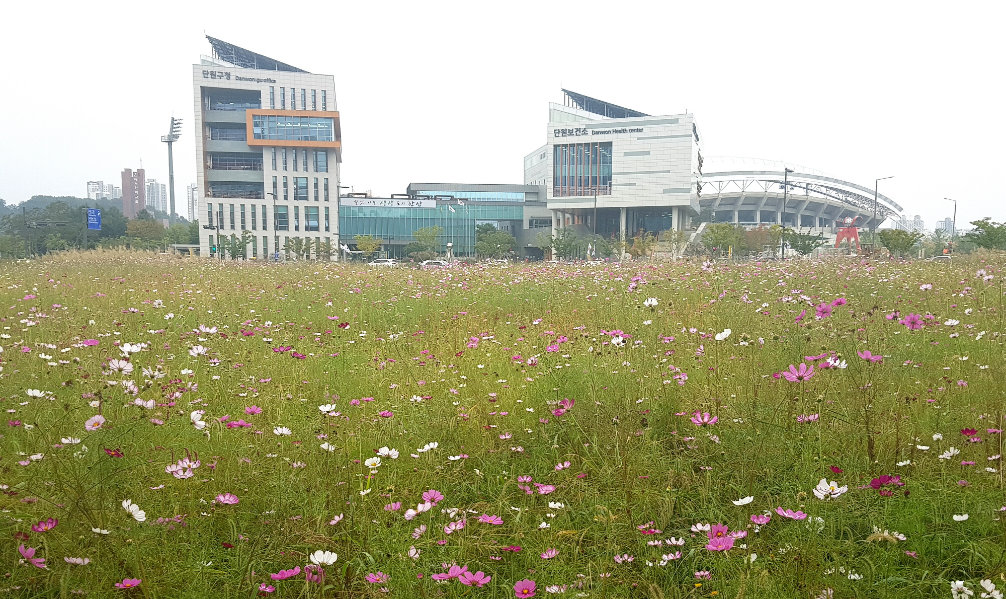 코스모스가 단원구청에 가을을 몰고 왔어요