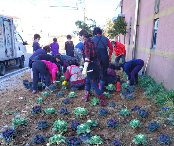 안산시 대부동, 마을안길 주변 가을 양배추꽃 식재