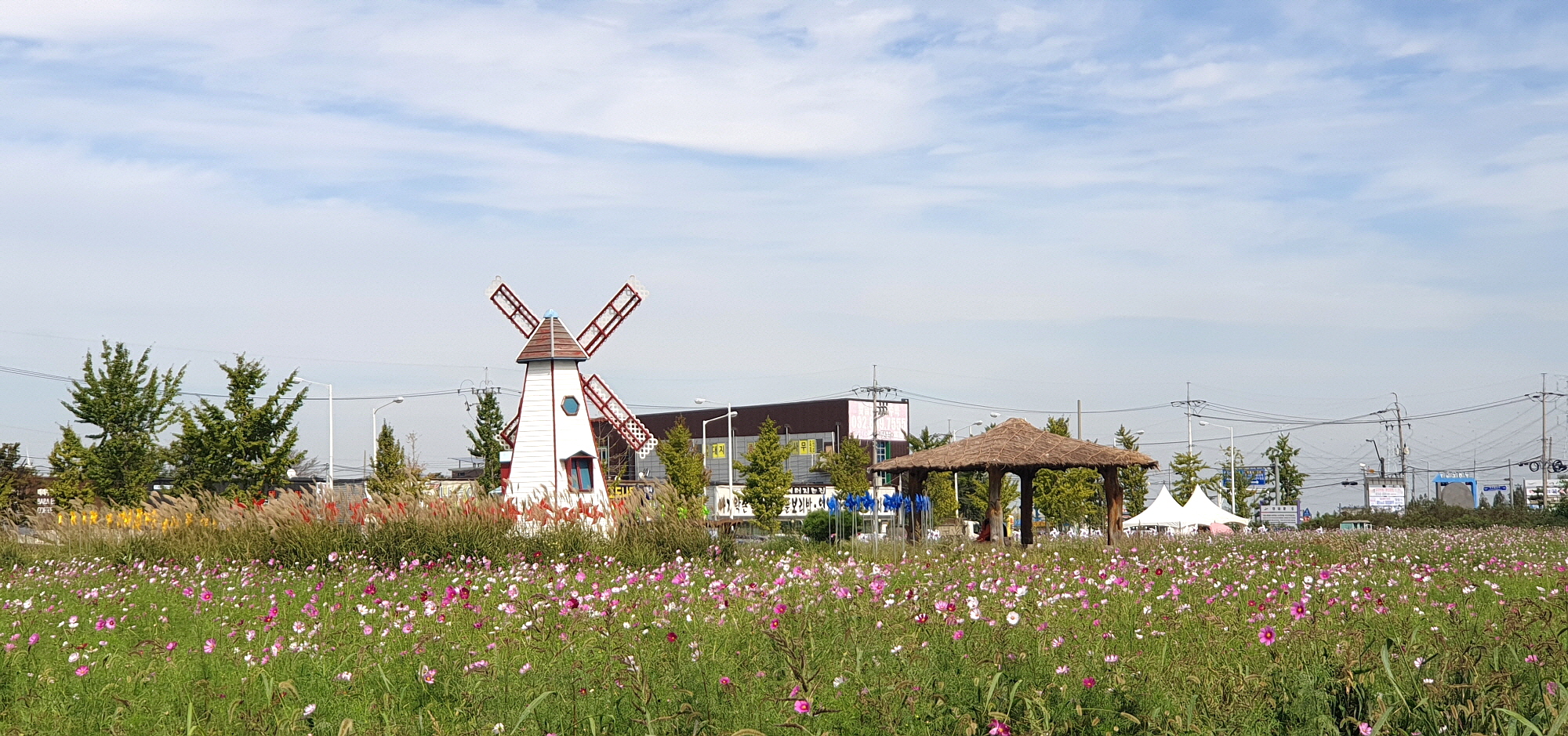 코스모스 만개한 안산시 대부도,  가을 정취 ‘물씬’