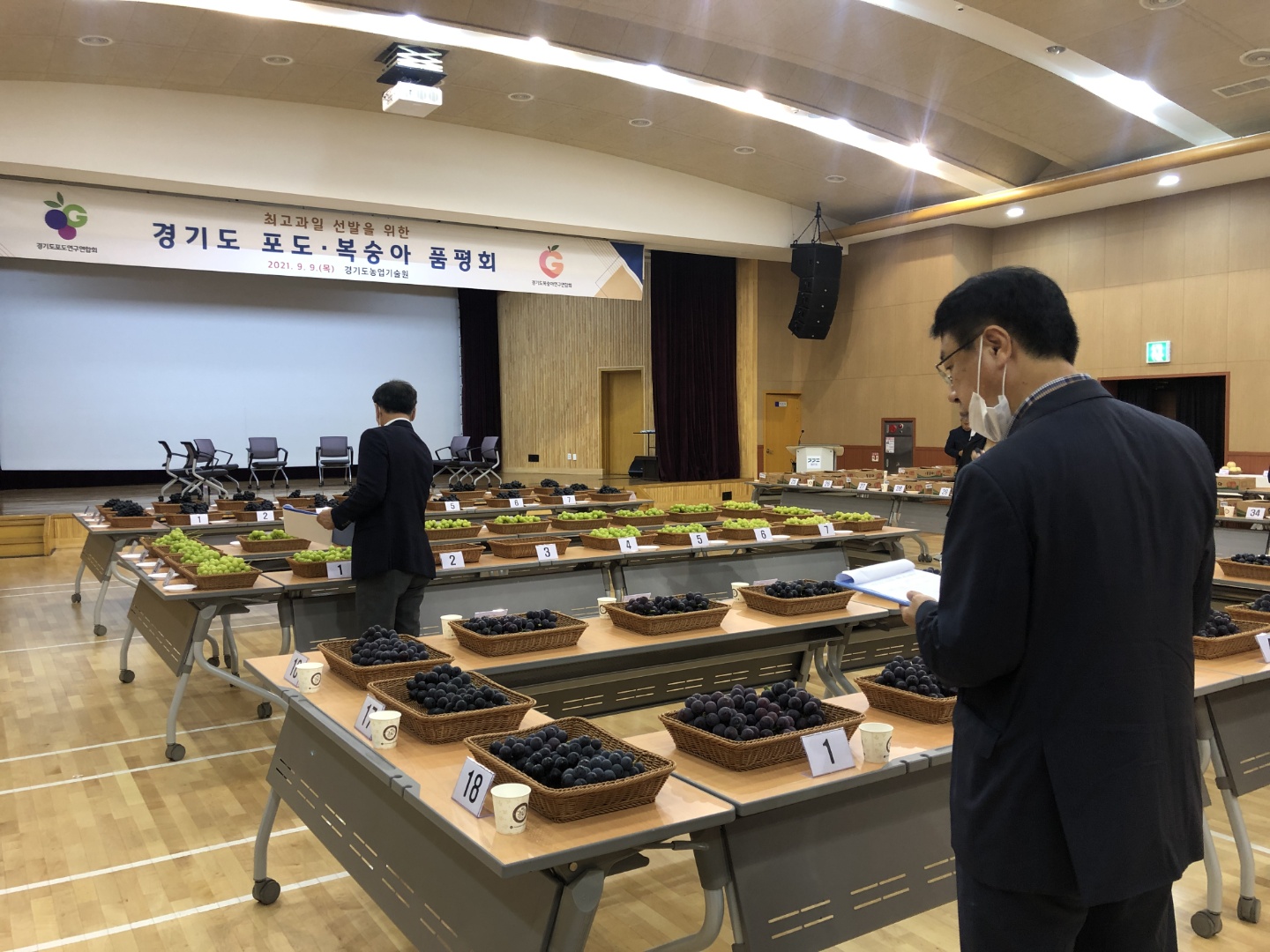 안산 대부도 캠벨얼리, 경기도 포도 품평회서 대상·최우수상