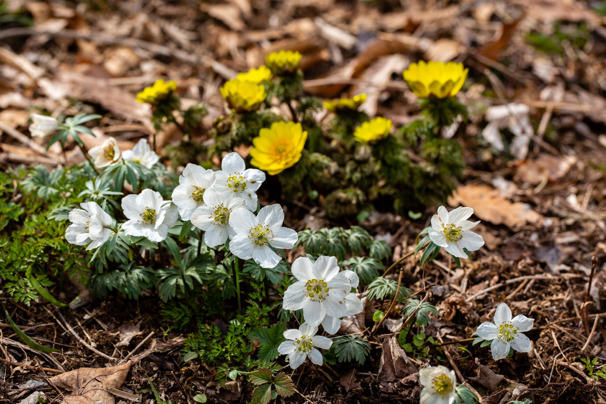 ‘안산 풍도(豊島)’야생화 만발! 봄기운 가득!