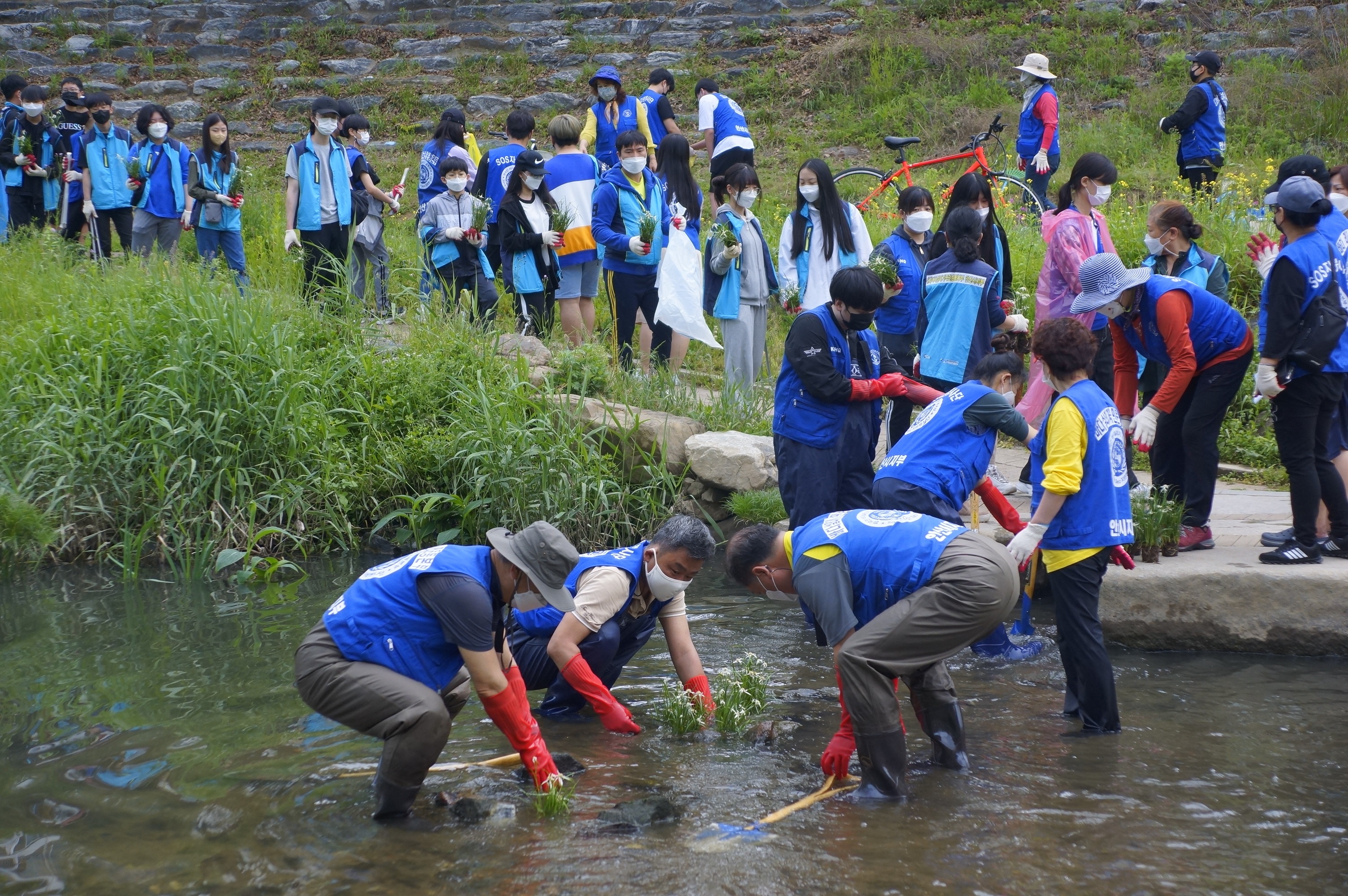안산시·(사)바다살리기국민운동본부 안산시지부, 안산천 수생식물 식재 및 환경정화 활동