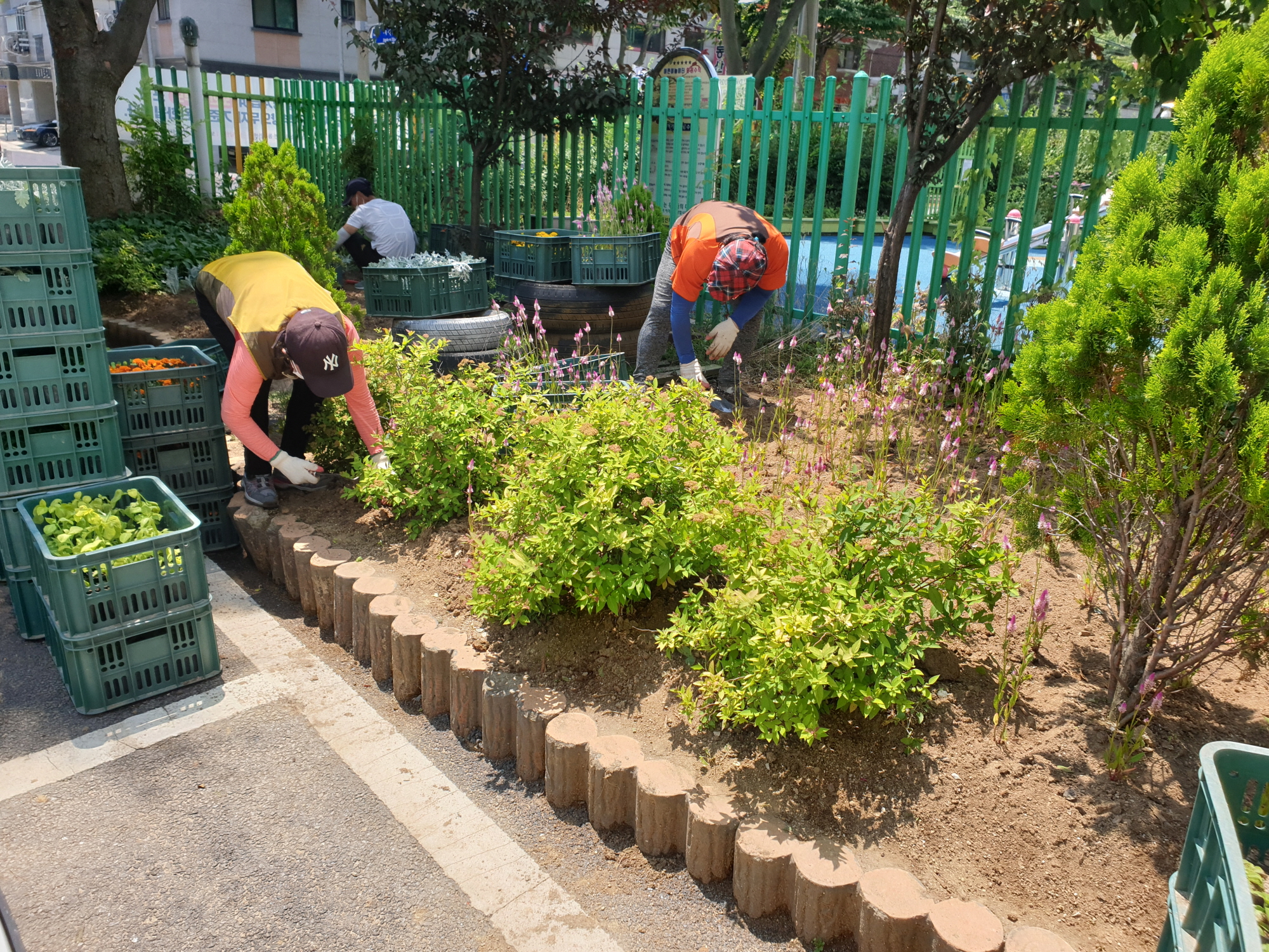 안산시 선부2동, 여름꽃 식재로 활기찬 마을분위기 조성
