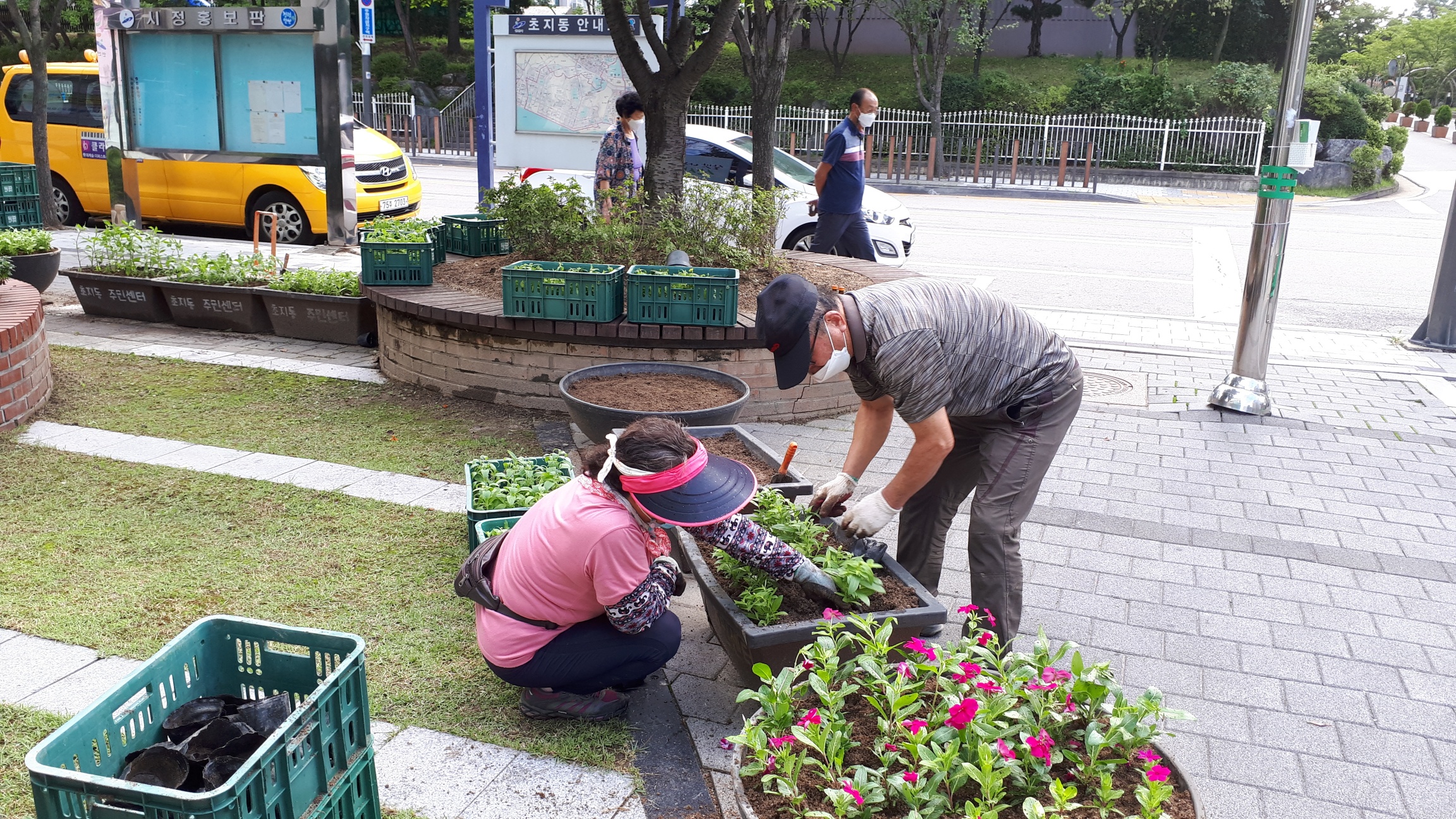 안산시 초지동, 가을꽃 식재로 꽃향기 가득