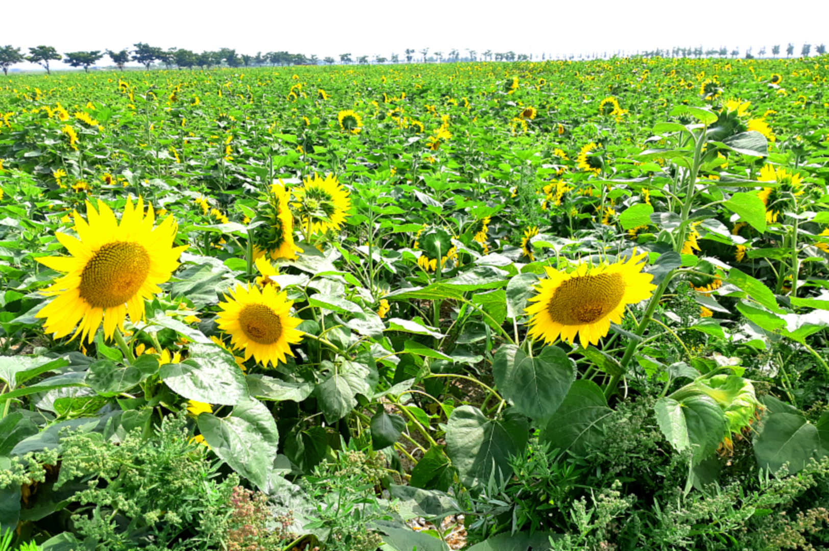 안산 대부도 물들인 100만 송이 해바라기, 노란 물결 유혹