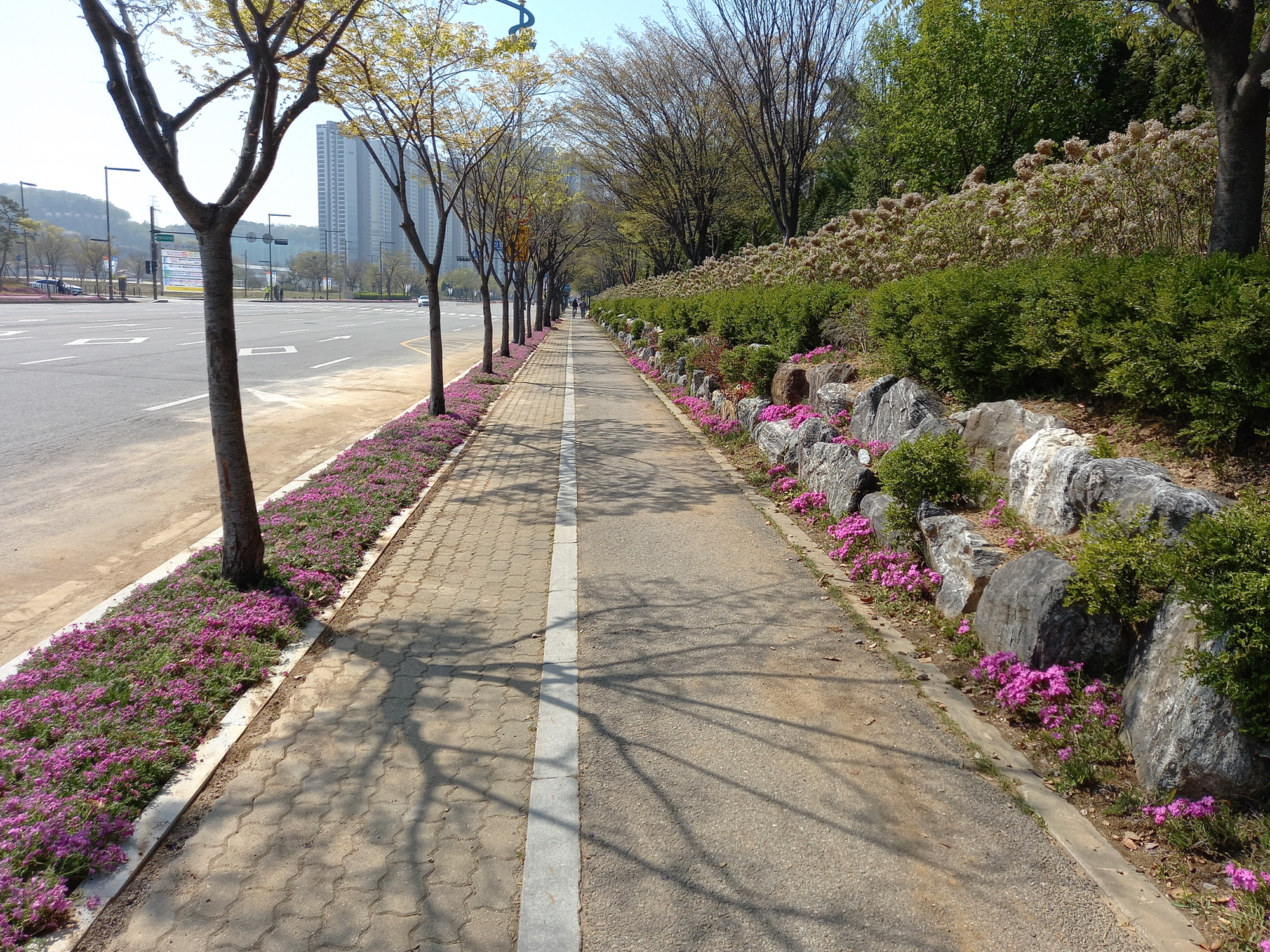 안산 단원구 화랑유원지 일대 조성된 꽃길, 봄 정취 ‘흠뻑’