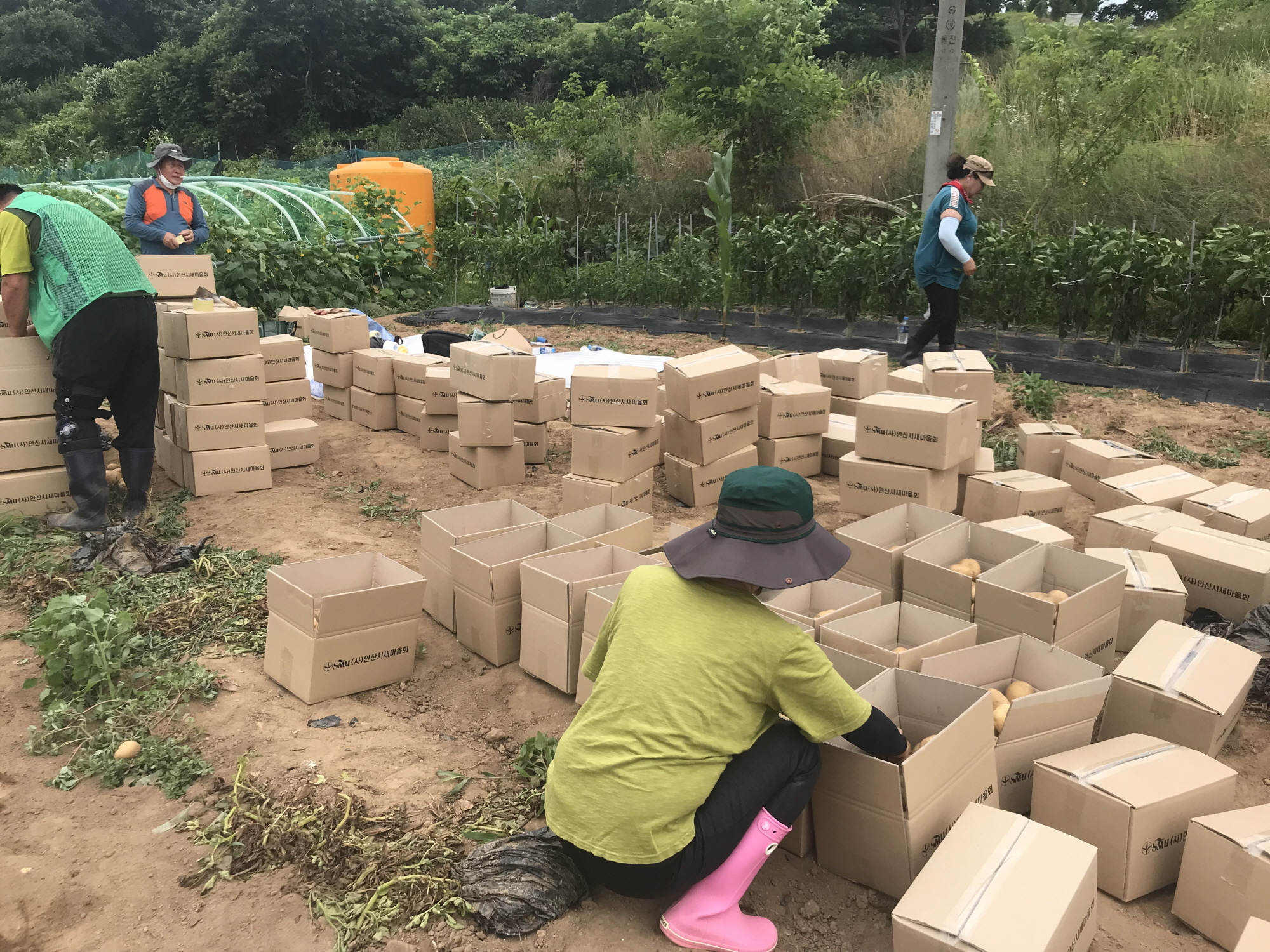 안산시 이동 새마을지도자협의회, 감자 캐기 행사 추진