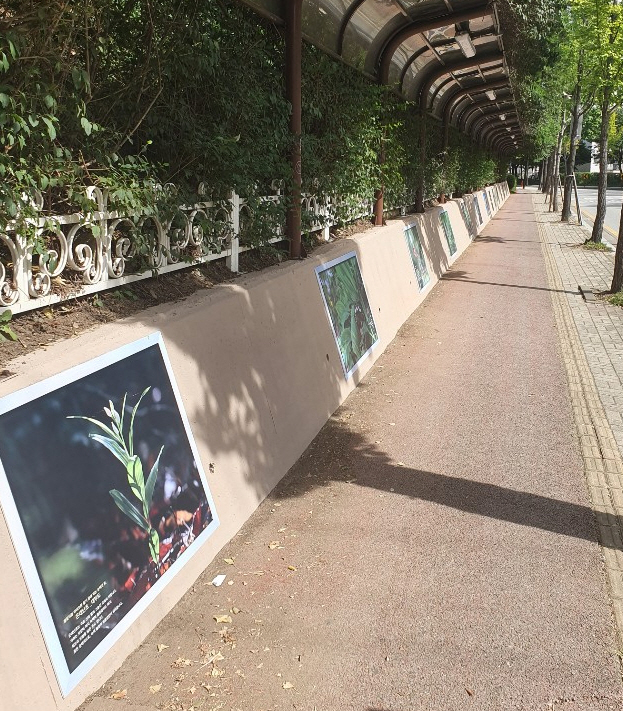 중앙동,‘안산에서 피는 아름다운 꽃’담장액자거리 조성