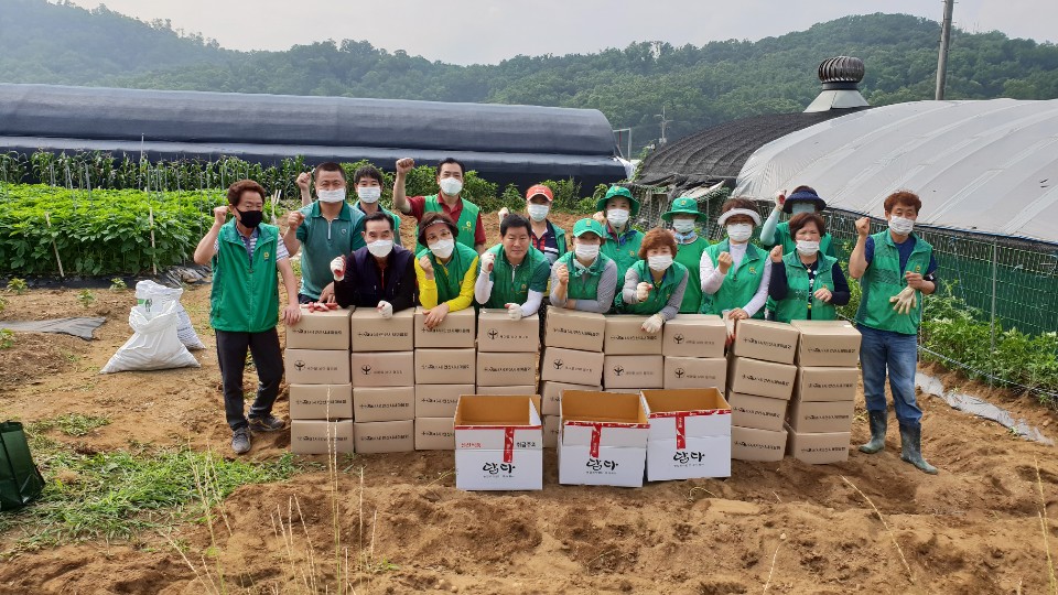 안산시 와동 새마을회, 감자로 행복 나눔 실천