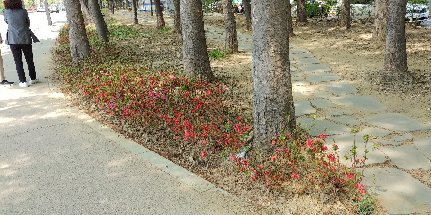 안산시 백운동, 봄 햇살아래 출렁이는 철쭉거리 조성