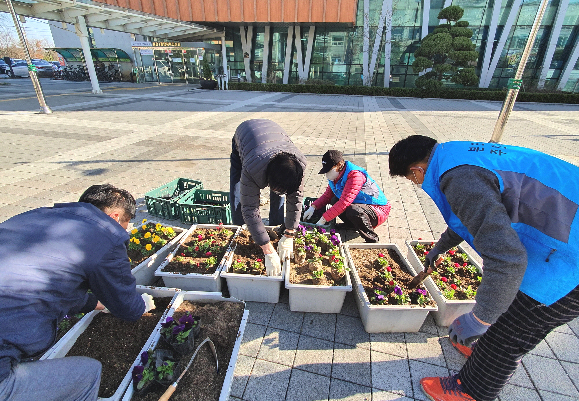 본오1동 청사 주변 봄맞이 꽃 식재