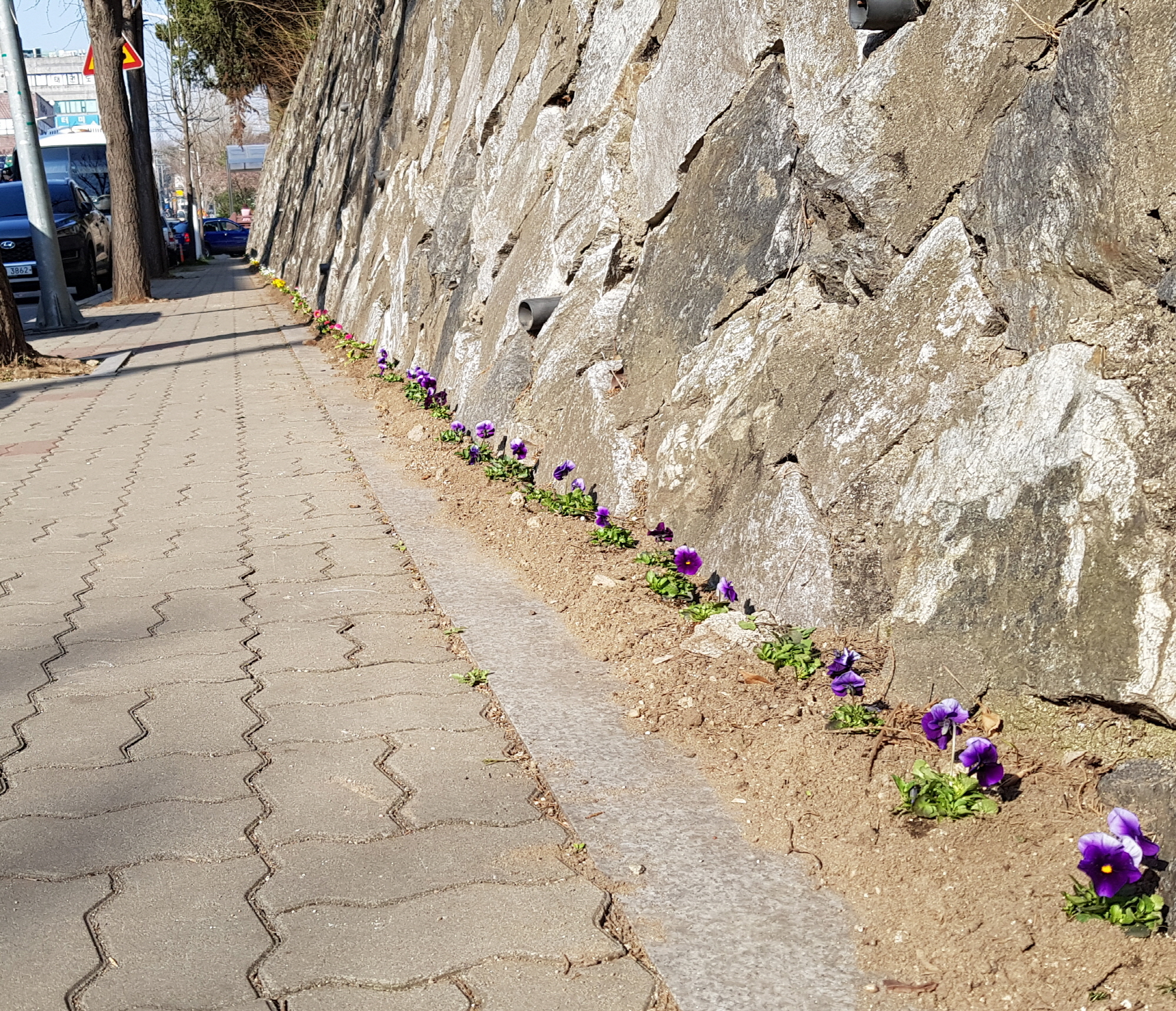부곡동 담장 밑에는 특별함이 있다!