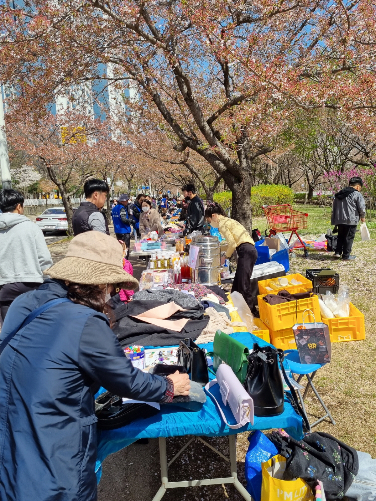 안산시 초지동, 화정천 벚꽃길 걷기 한마당 개최